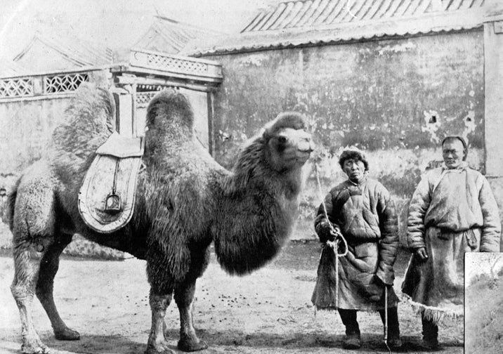 china_camel