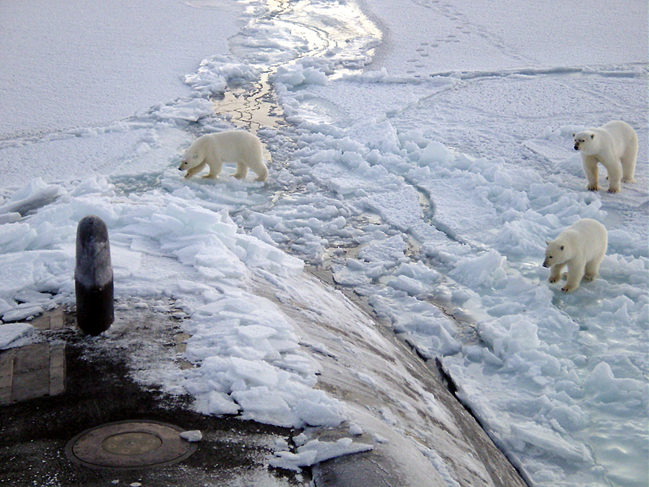 Polar_bears_near_north_pole201305061158.jpg