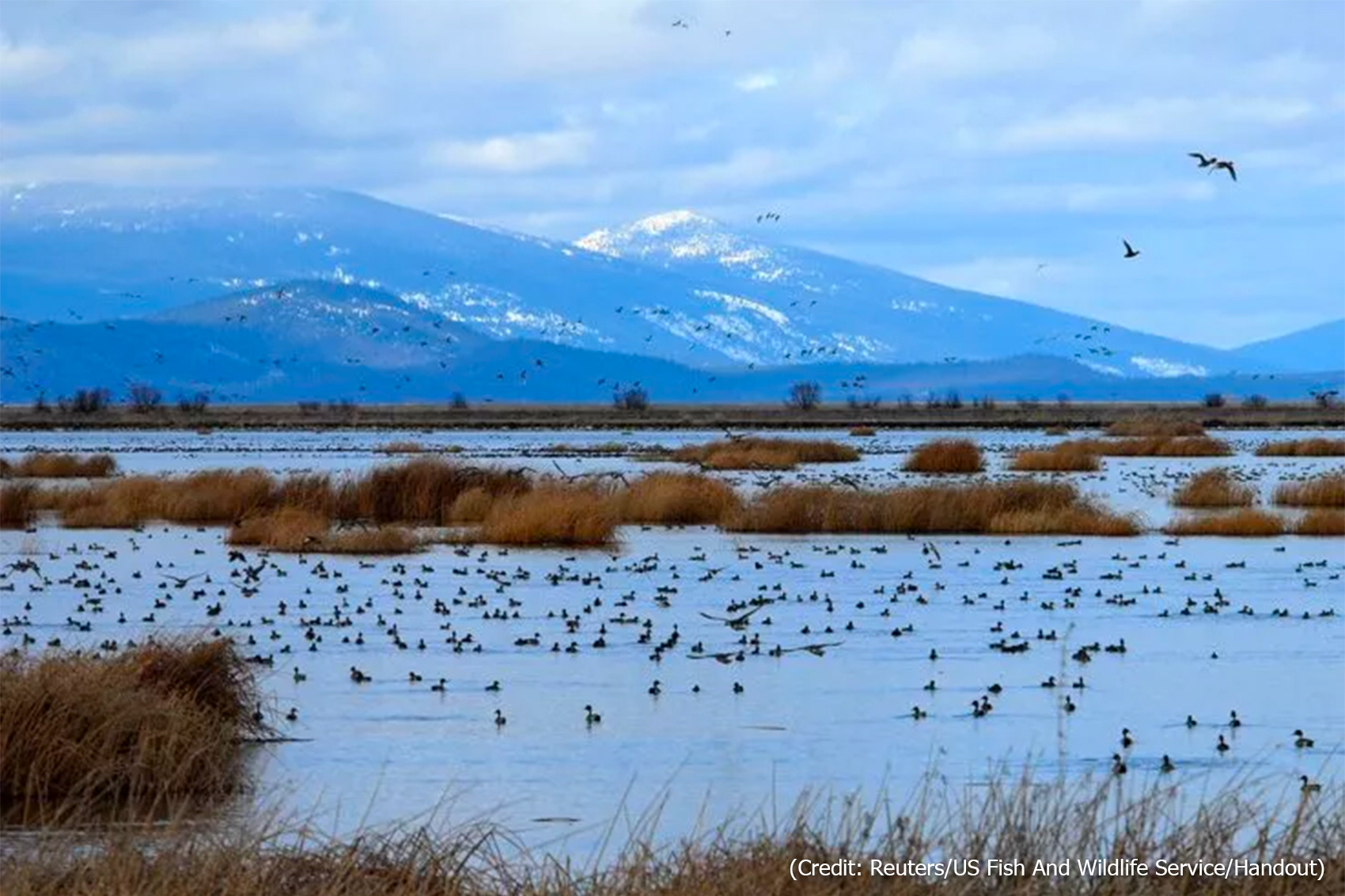 (Credit: Reuters/US Fish And Wildlife Service/Handout)