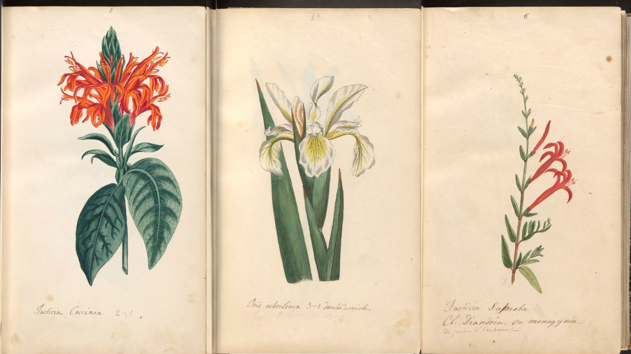 Botanical drawings