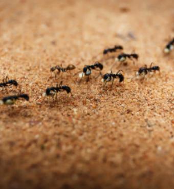 Ants