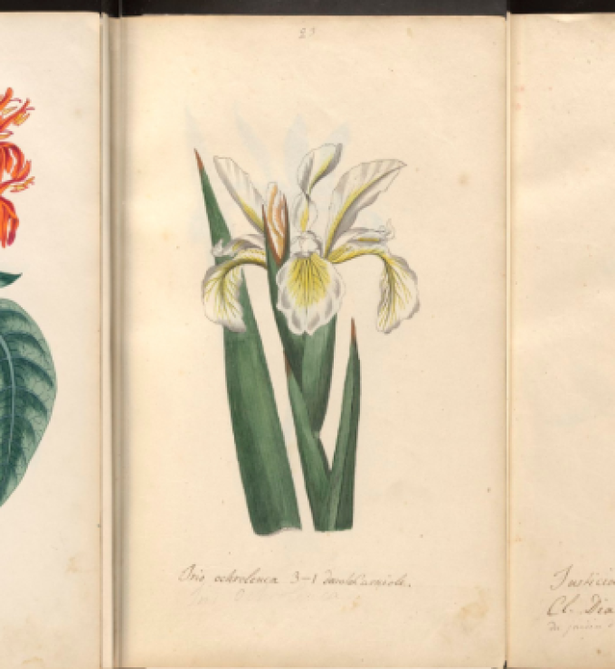 Botanical drawings