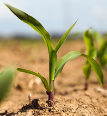 farming shutterstock  image