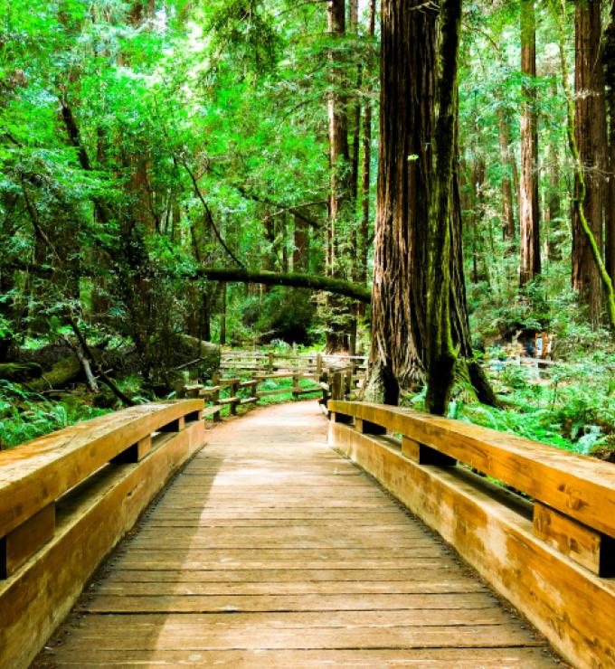 Image for Fir And Empire