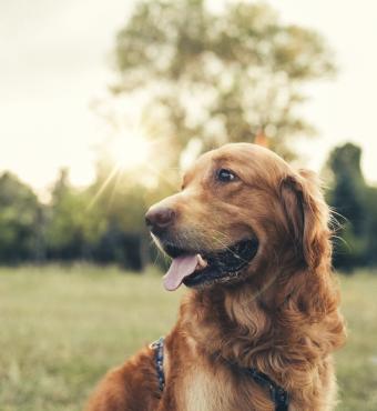 dog   large image