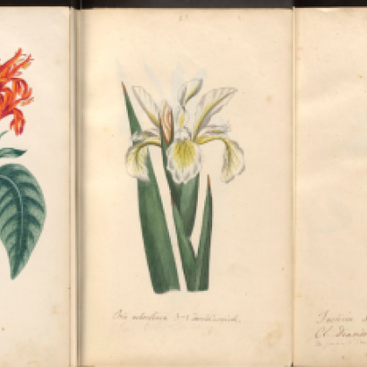 Botanical drawings