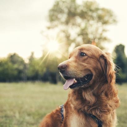 dog   large image