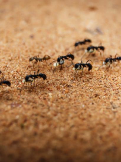 Ants