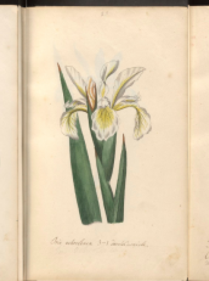 Botanical drawings