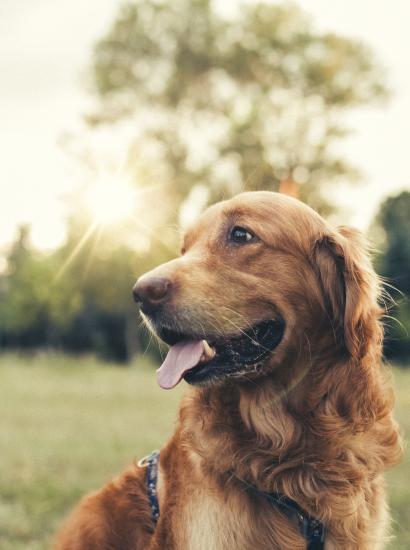 dog   large image
