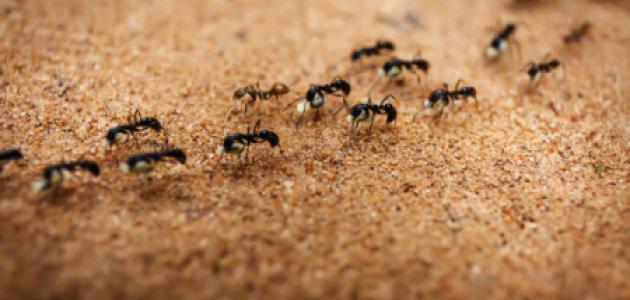 Ants