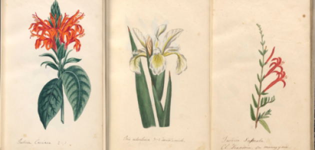 Botanical drawings