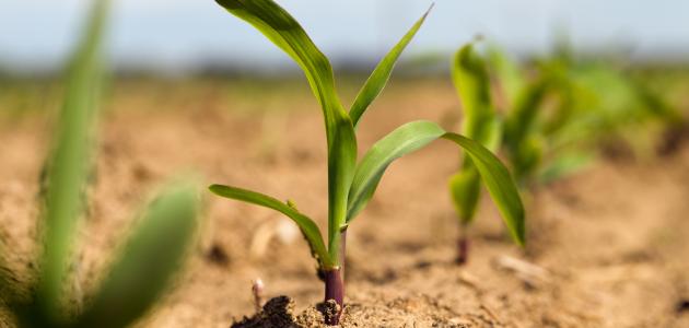 farming shutterstock  image