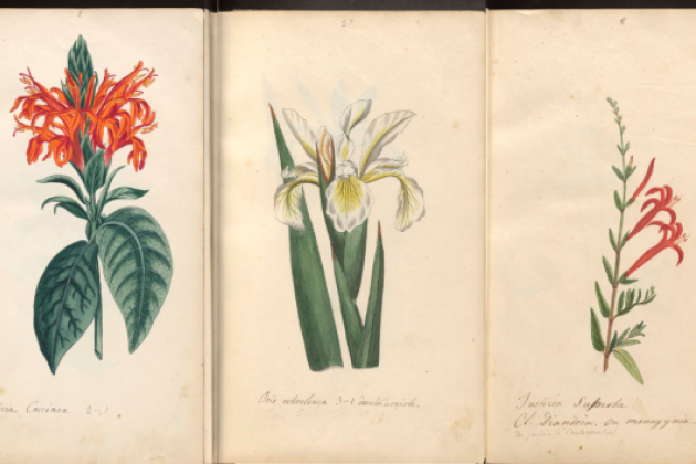 Botanical drawings