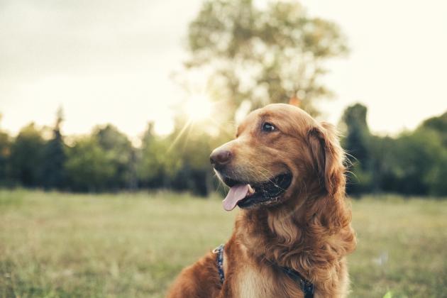 dog   large image