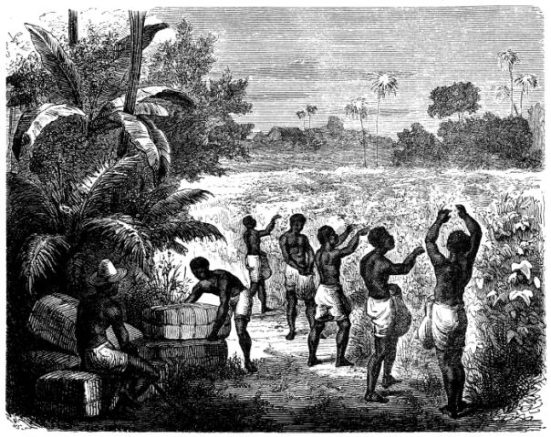 Image for Slave Prices in New York and New Jersey