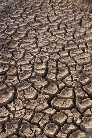 Dry ground in the Sonoran Desert, Sonora,Mexico