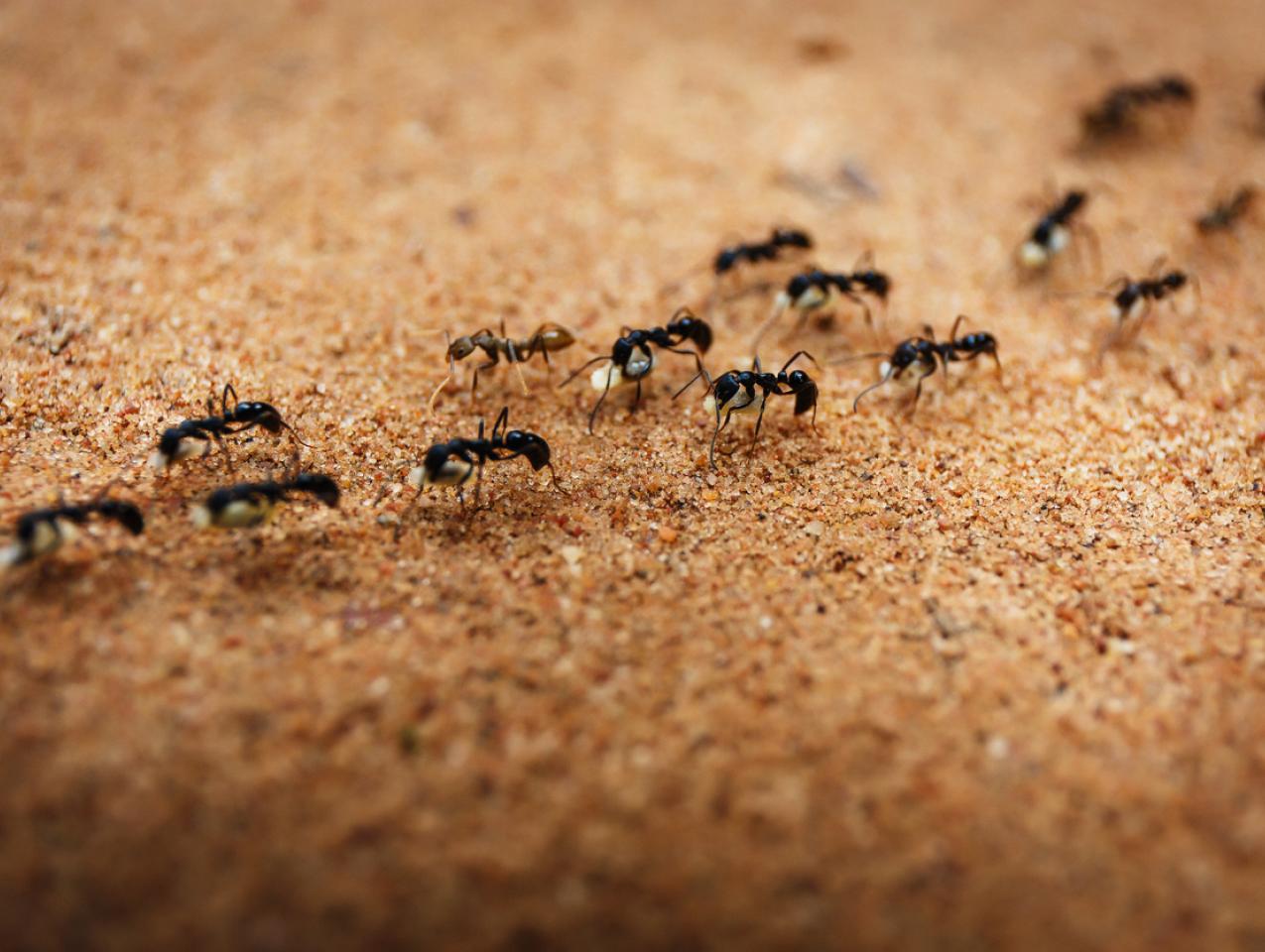 Ants