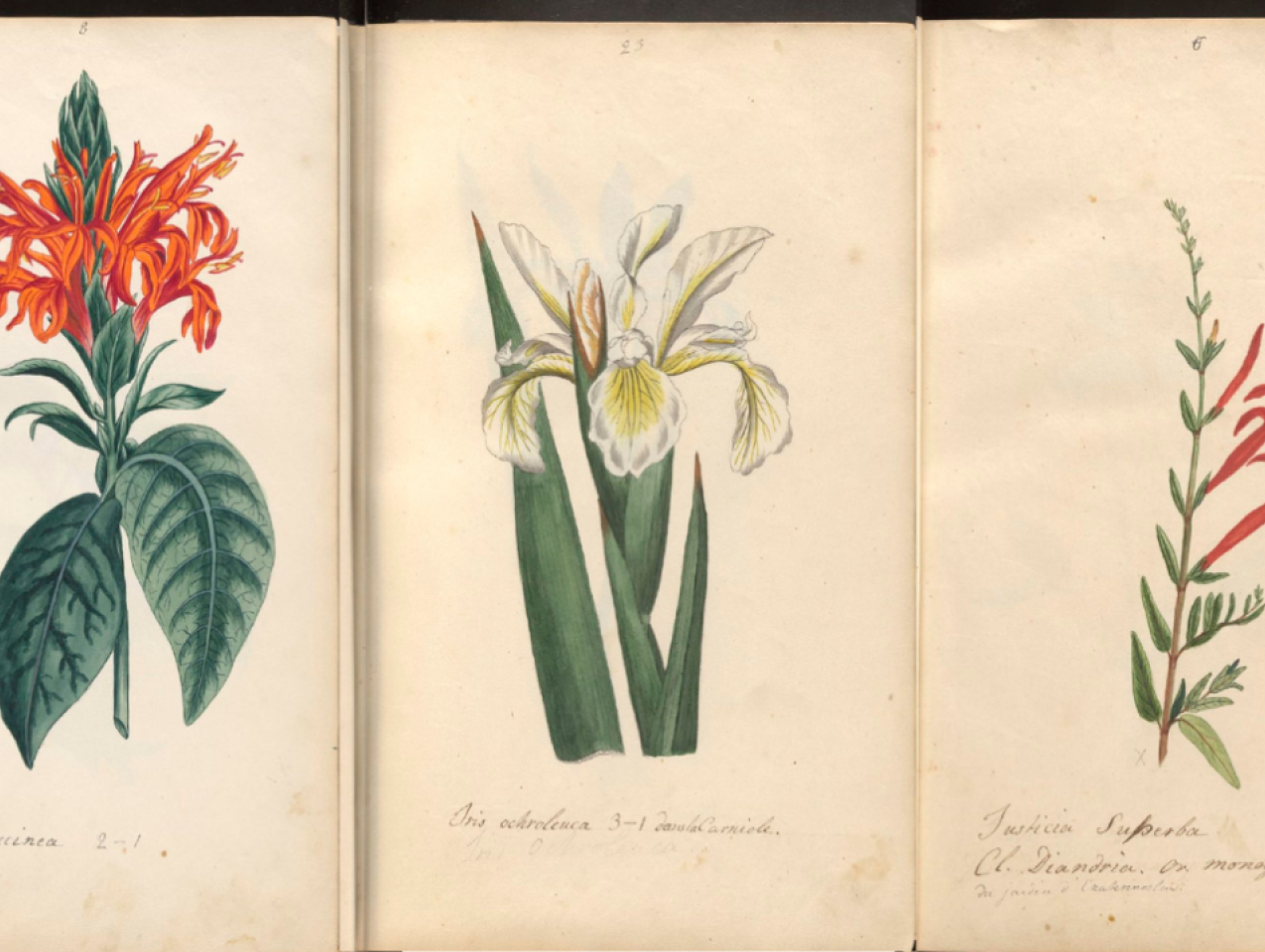 Botanical drawings