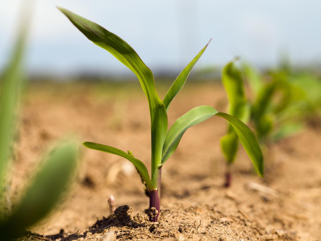 farming shutterstock  image