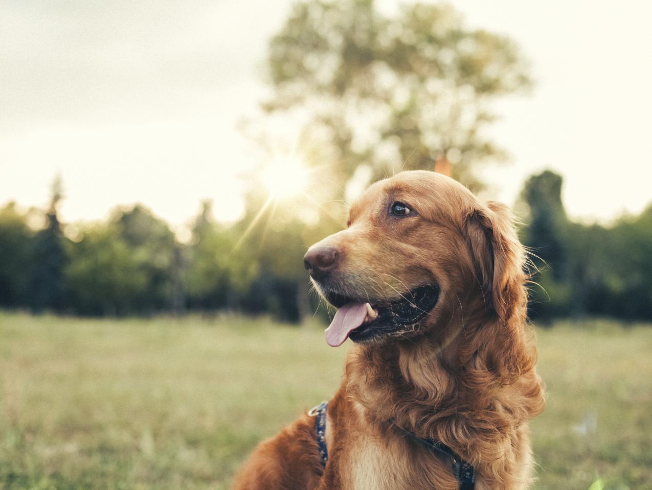 dog   large image