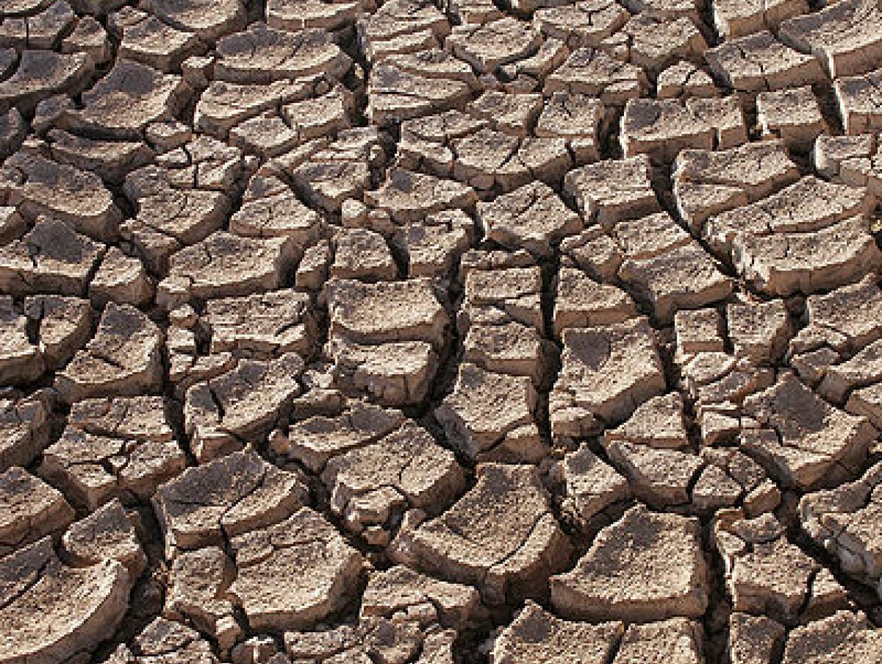 Dry ground in the Sonoran Desert, Sonora,Mexico