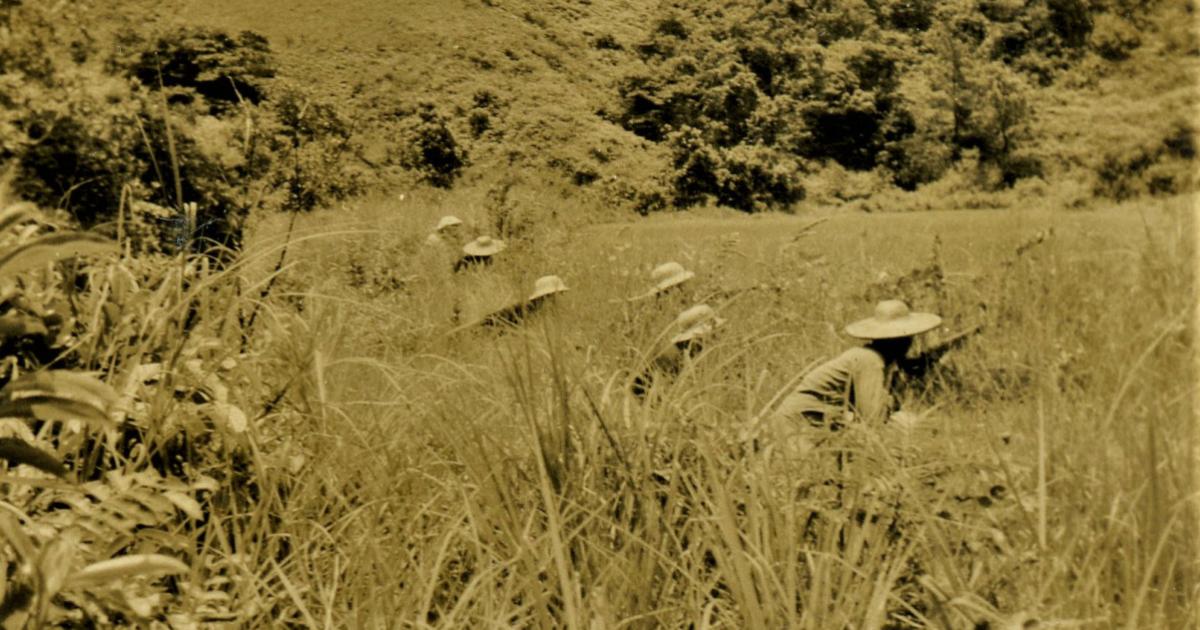 East River Column guerrilla warfare in Guangdong. Guerrillas crouching in a grassy field.