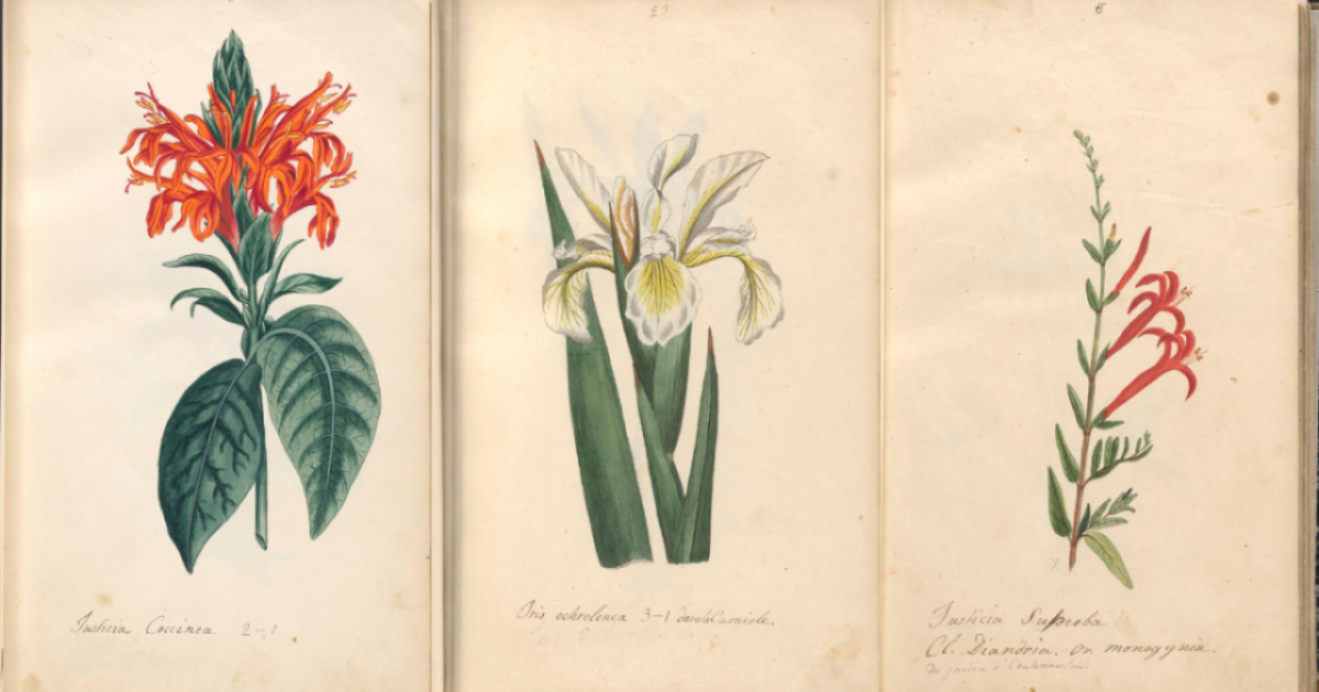 Botanical drawings
