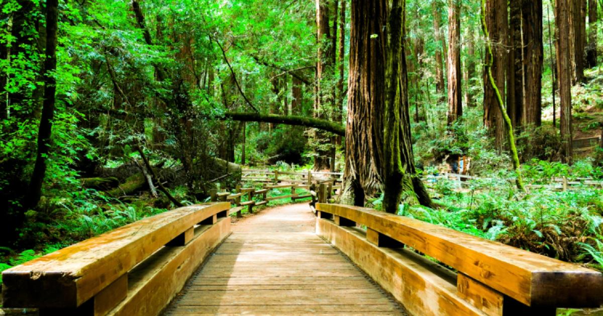 Image for Fir And Empire